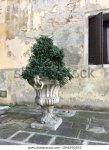 roman-italian-style-plant-pot-600w-1046950342.jpg