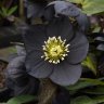 hellebore