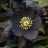 hellebore